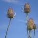 Teasels. by snowy