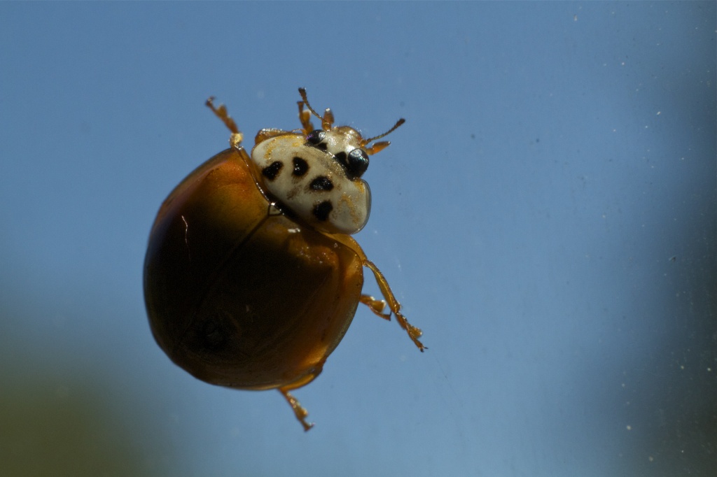 Levitating Ladybug by robv