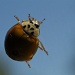 Levitating Ladybug by robv