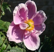 24th Jul 2011 - Japanese anemone with evening shadows