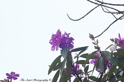 24th Jul 2011 - Tibochina Blooms