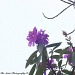 Tibochina Blooms by stcyr1up