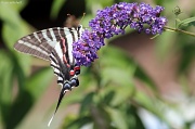 24th Jul 2011 - Zebra swallowtail
