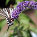 Zebra swallowtail by rhoing