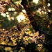 Sunshine on Leaves by lauriehiggins