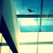 Bird on a glass roof by mattjcuk
