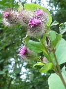 25th Jul 2011 - A Wild Flower...