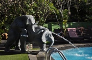 23rd Jul 2011 - Elephants at the pool