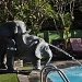 Elephants at the pool by winshez