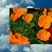 blue skies - orange flowers by reba