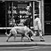 Just for fun: the dog...?  by parisouailleurs