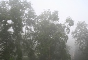 25th Jul 2011 - Morning fog