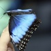 The Butterfly by laurentye