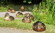 25th Jul 2011 - Sitting ducks