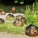 Sitting ducks by dulciknit