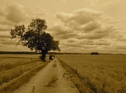 23rd Jul 2011 - The Road