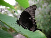 24th Jul 2011 - Butterfly