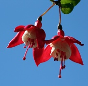24th Jul 2011 - another fuchsia from my basket