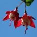 another fuchsia from my basket by phil_howcroft