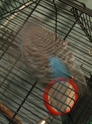 20th Apr 2010 - THE INVISIBLE BUDGIE!