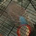THE INVISIBLE BUDGIE! by mozette