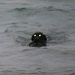 Dog Ness Monster [SOOC] by netkonnexion