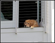 26th Jul 2011 - "How much is that doggie in the window?"