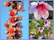 26th Jul 2011 - Peach Blossoms