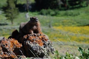 23rd Jul 2011 - Yellow Belly Marmot