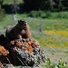 Yellow Belly Marmot by graceratliff