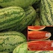 Watermelons by eudora