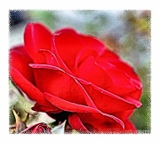 25th Jul 2011 - Red Rose