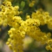 Wattle by nicolecampbell