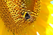 25th Jul 2011 - Busy Bee