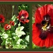 more poppies by jmj