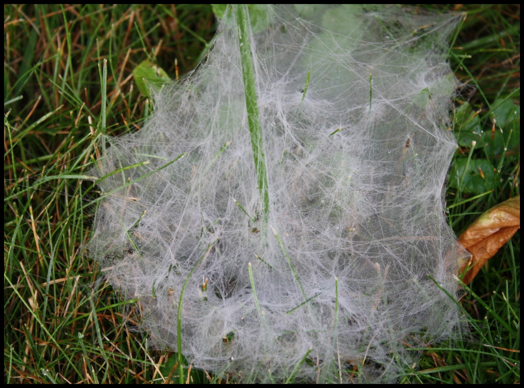 Spider web on foggy dewy morning by mittens