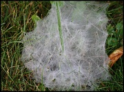 26th Jul 2011 - Spider web on foggy dewy morning