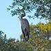 Great Blue Heron by stcyr1up