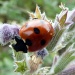 Ladybird by karendalling