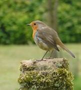 26th Jul 2011 - A grave robin