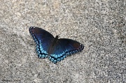 26th Jul 2011 - Unusual Butterfly