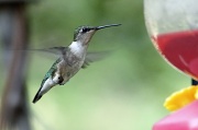 26th Jul 2011 - Hummingbird!!!