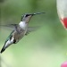 Hummingbird!!! by lisabell