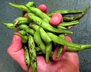 26th Jul 2011 - A Fistful of Beans