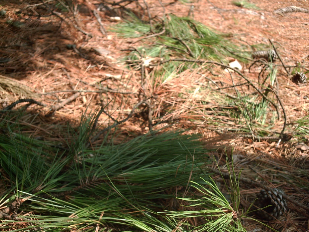 Scattered Pine Needles 7.26.11 by sfeldphotos