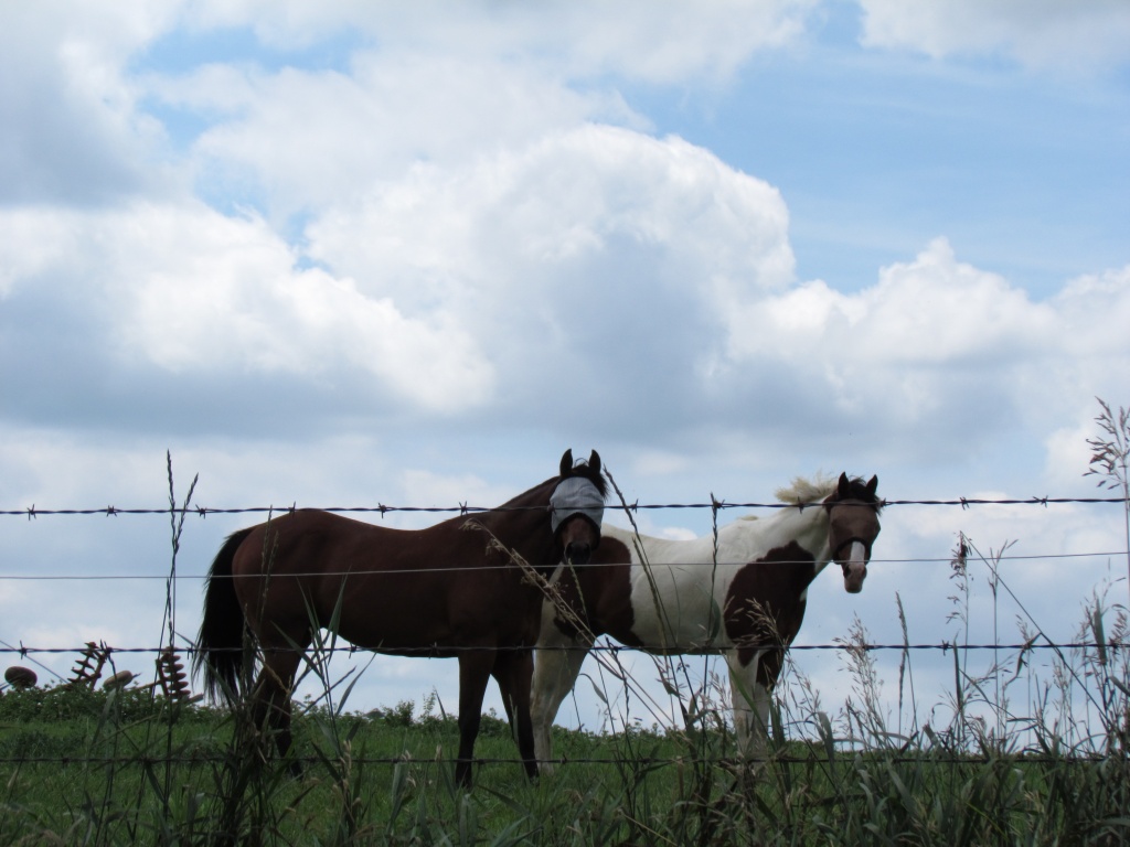 Horses by juletee