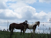 26th Jul 2011 - Horses