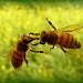 Floating Fighting Bees! by geertje