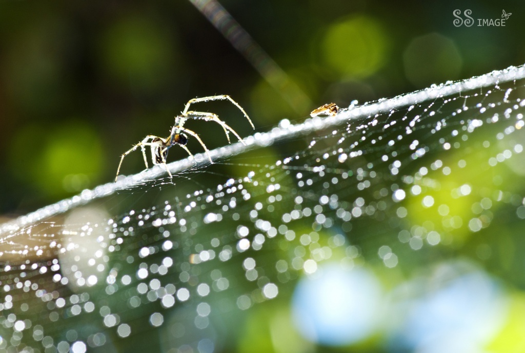 Spider on bokeh by bella_ss