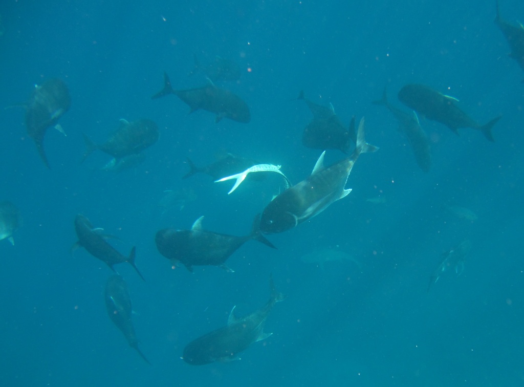 GT (giant trevally) circling fisherman's debris  by lbmcshutter
